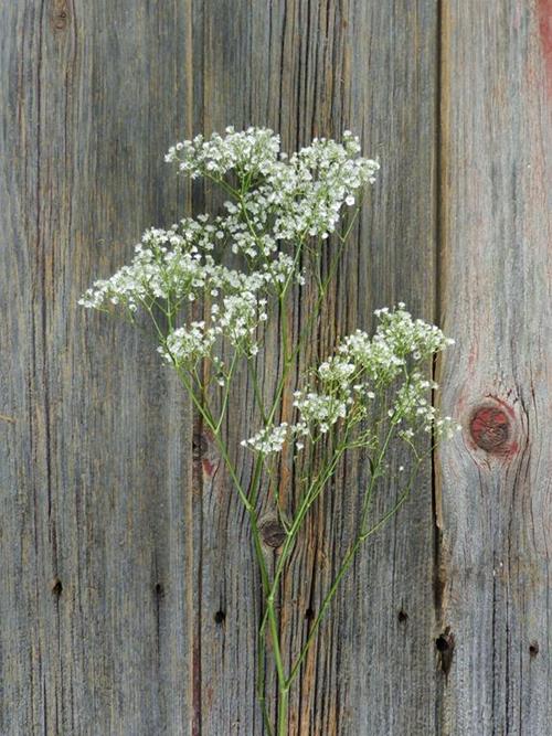 MILLION STARS  WHITE GYPSOPHILA